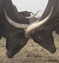 Bulls fighting.